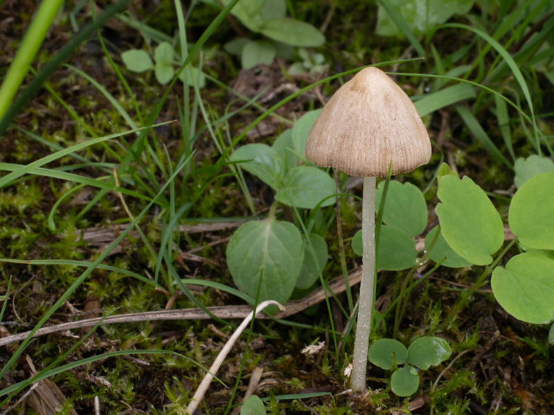 Conocybe albipes